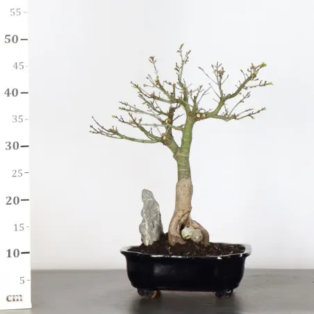 image supplémentaire - BONSAI JAPANESE MAPLE "ACER...
