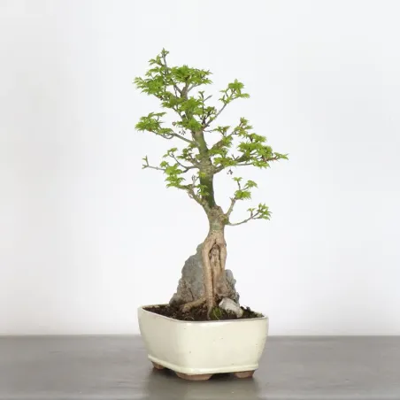 image supplémentaire - BONSAI JAPANESE MAPLE "ACER...