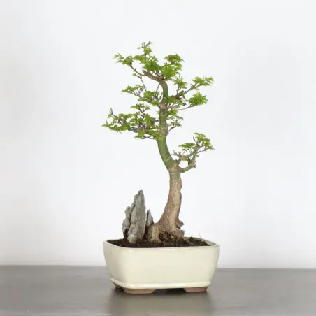 BONSAI JAPANESE MAPLE "ACER SHISHIGASHIRA" 2-4