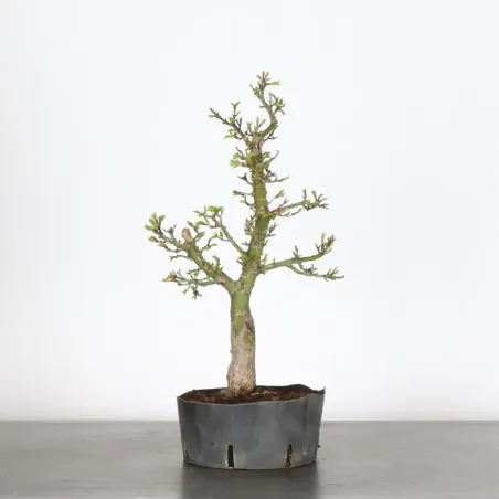 Palmatum Shishigashira Maple Bonsai AS-2-5