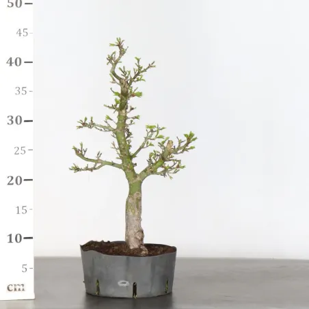 image supplémentaire - BONSAI JAPANESE MAPLE "ACER...