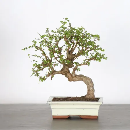 Bonsai Chinese Elm OR-2-1