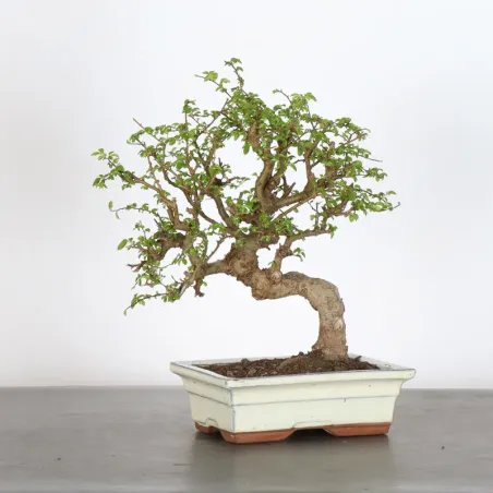 image supplémentaire - CHINESE ELM "Ulmus...