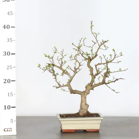 image supplémentaire - ORME DE CHINE "Ulmus...