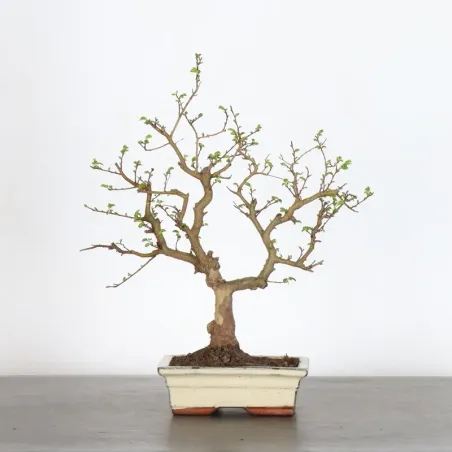 Bonsai Orme de Chine OR-2-2