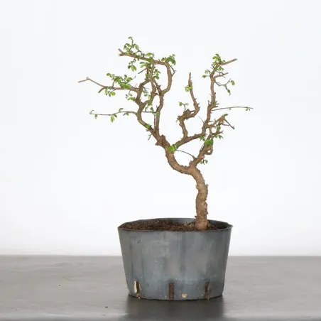 Bonsai Orme de Chine OR-2-3