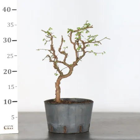 image supplémentaire - PREBONSAI CHINESE ELM...
