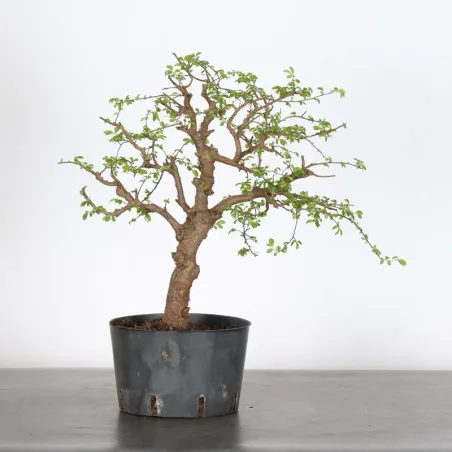 Bonsai Chinese Elm OR-2-5