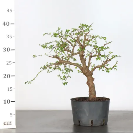 image supplémentaire - CHINESE ELM "Ulmus...