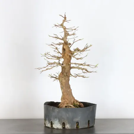 image supplémentaire - ERABLE "ACER BUERGERIANUM" 3-2