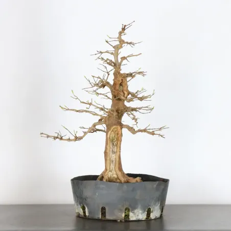 Bonsai Erable Burger AB-3-2