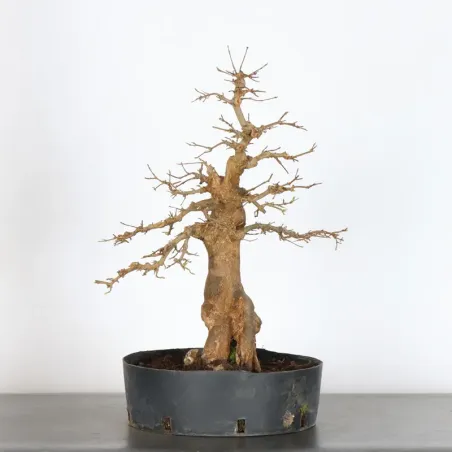 érable "acer buergérianum" 3-21