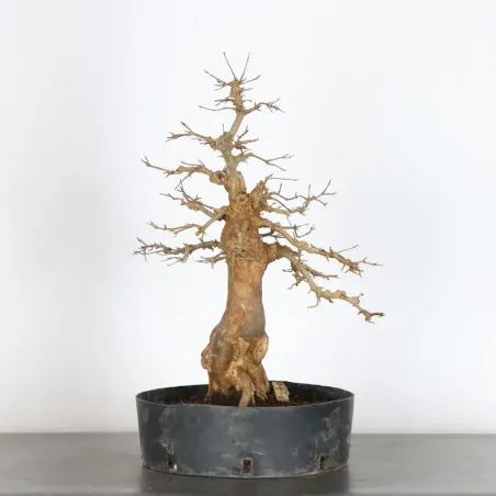 image supplémentaire - maple "acer buergerianum" 3-21