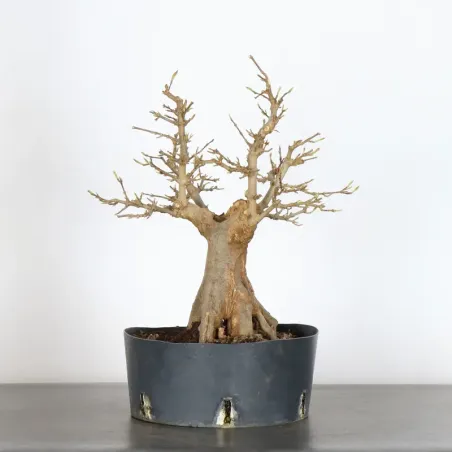 maple "acer buergerianum" 3-24