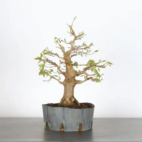 Érable "acer buergérianum" 4-11