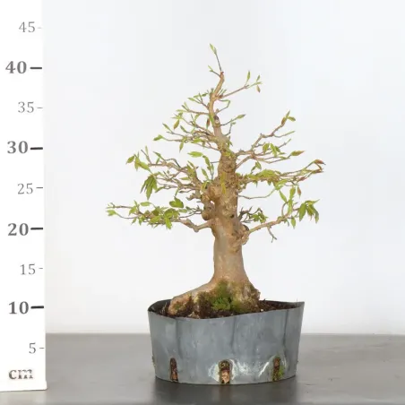 image supplémentaire - Maple "acer buergerianum" 4-11