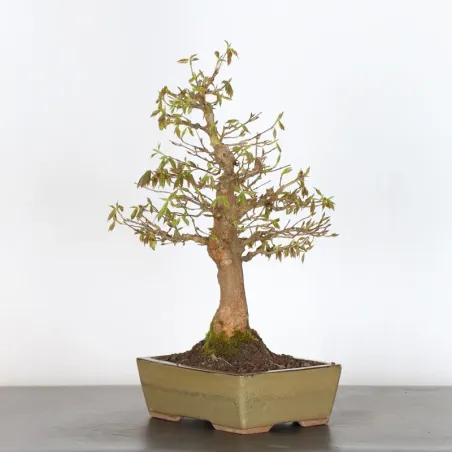 image supplémentaire - Érable "ACER BUERGERIANUM"...