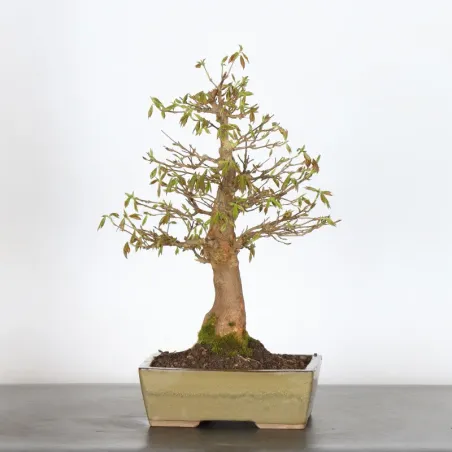 MAPLE "ACER BUERGERIANUM" 4-13