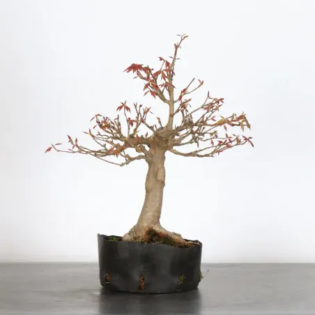 MAPLE "ACER BUERGÉRIANUM" 4-14