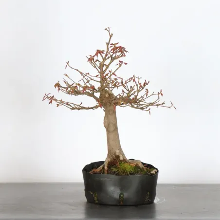 image supplémentaire - Érable "ACER BUERGÉRIANUM"...