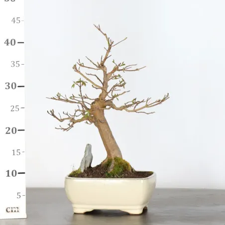 image supplémentaire - MAPLE "ACER BUERGERIANUM" 4-15