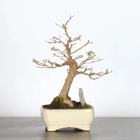 Érable "ACER BUERGÉRIANUM" 4-15