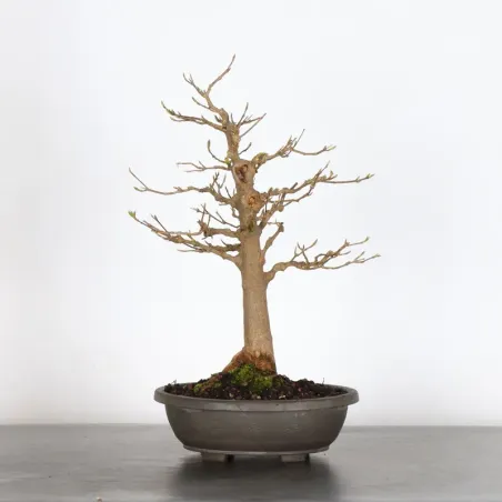 Bonsai Maple Burger AB-5-2