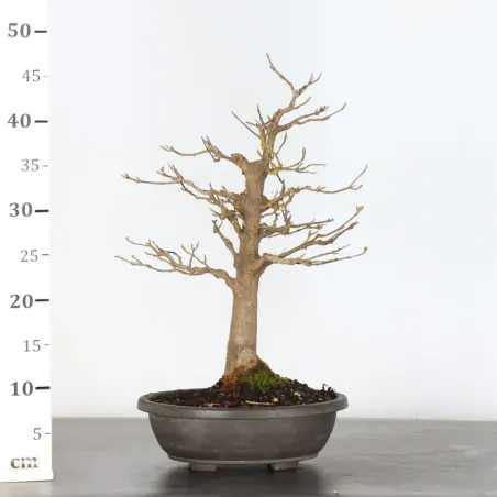 image supplémentaire - Érable "ACER BUERGÉRIANUM" 5-2