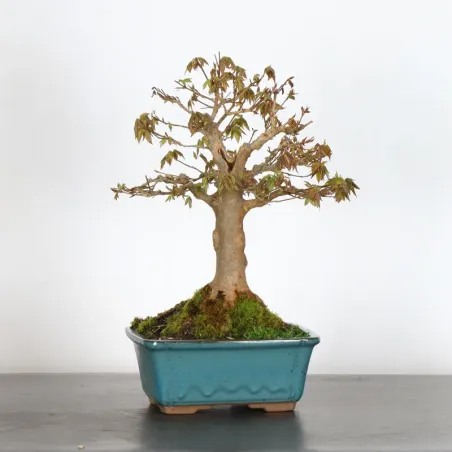 Bonsai Erable Burger AB-5-3