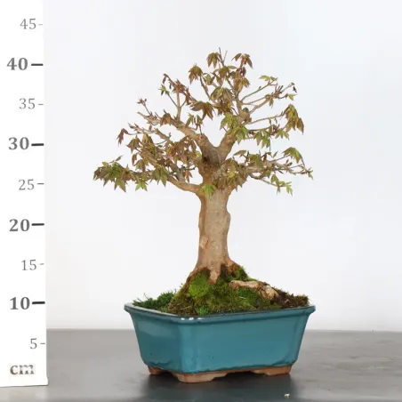 image supplémentaire - Érable "ACER BUERGÉRIANUM" 5-3