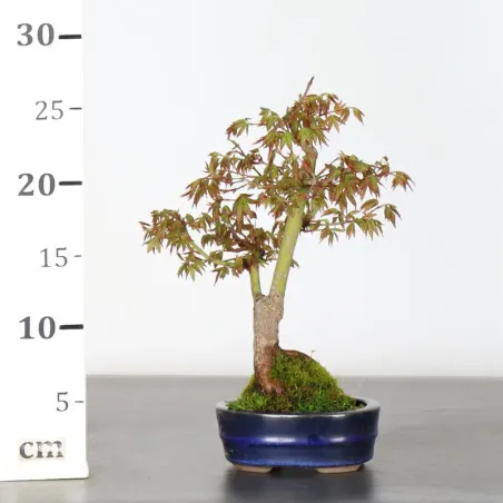 image supplémentaire - Japanese maple "Acer...