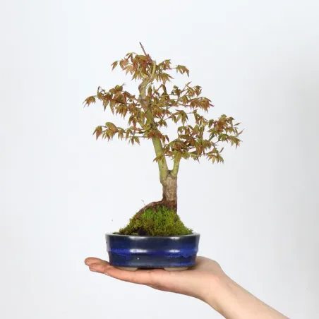 Japanese maple "Acer palmatum shohin" 2-14