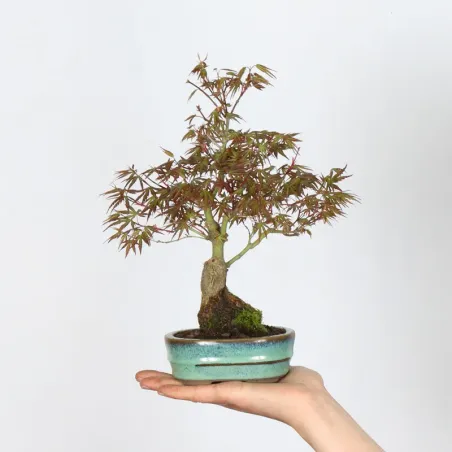 Palmatum Shohin Maple Bonsai APS-2-15
