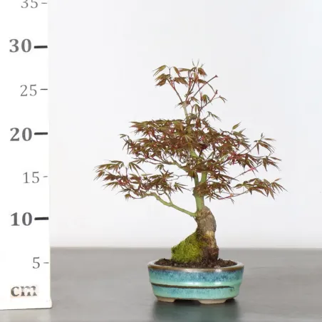 image supplémentaire - Japanese maple "Acer...