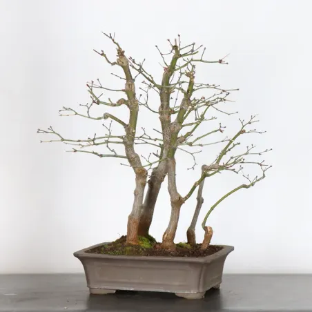 Japanese maple forest "Acer atropurpureum" 1-1