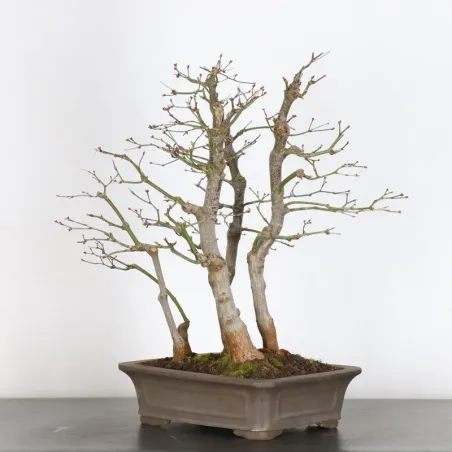 image supplémentaire - Forêt érable du japon "...