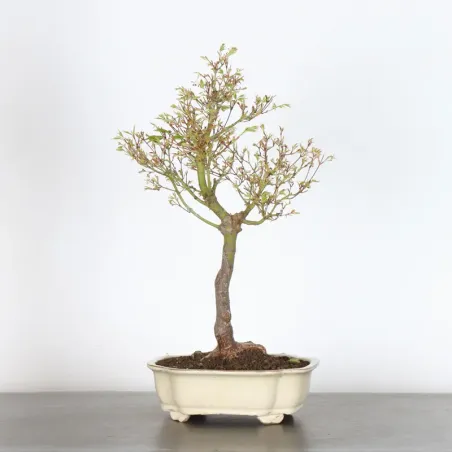 Bonsai Erable Butterfly  ABU-1-1