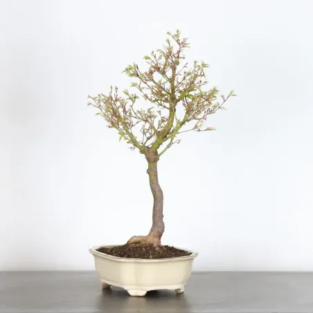 image supplémentaire - BONSAI JAPANESE MAPLE "ACER...