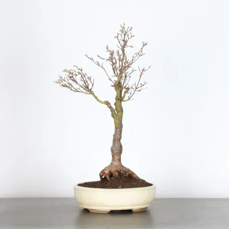 Bonsai Erable Butterfly  ABU-1-2