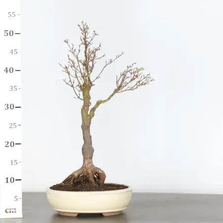 image supplémentaire - BONSAI JAPANESE MAPLE "ACER...