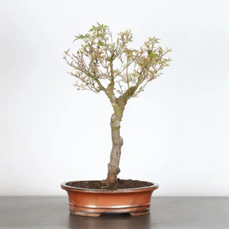 Bonsai Maple Butterfly ABU-1-3