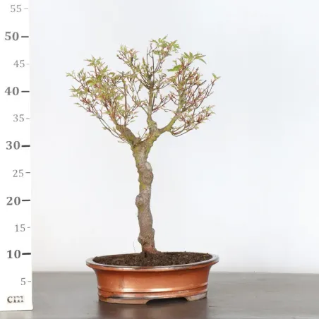 image supplémentaire - BONSAI JAPANESE MAPLE "ACER...