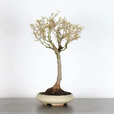 Bonsai Erable Butterfly  ABU-1-4