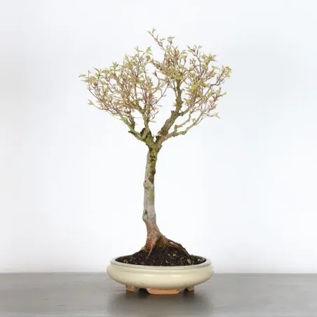image supplémentaire - BONSAI JAPANESE MAPLE "ACER...