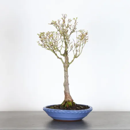 Bonsai Maple Butterfly ABU-1-6