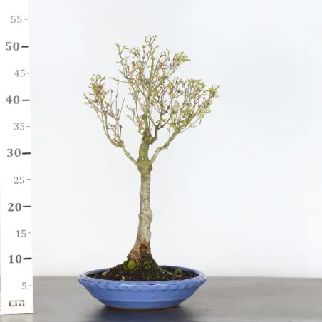 image supplémentaire - BONSAI JAPANESE MAPLE "ACER...