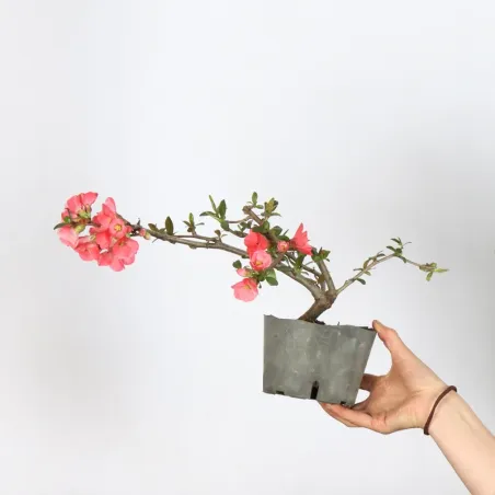 Japanese quince "chaenomeles japonica" 1-5