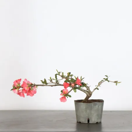 image supplémentaire - Japanese quince...