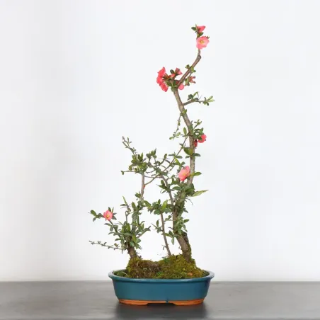 Japanese quince "chaenomeles japonica" 1-6