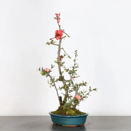 image supplémentaire - Japanese quince...